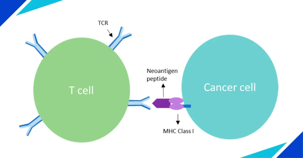 Understanding Neoantigens and Their Role in Immunotherapy