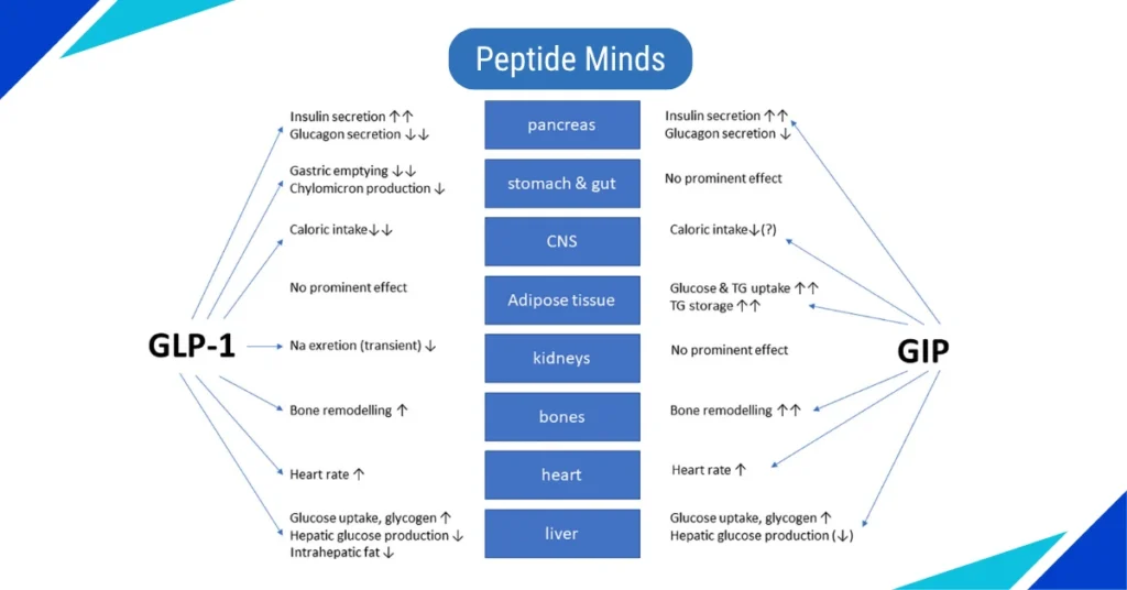 Potential of GLP-1 Receptor Agonists and Multi-Target