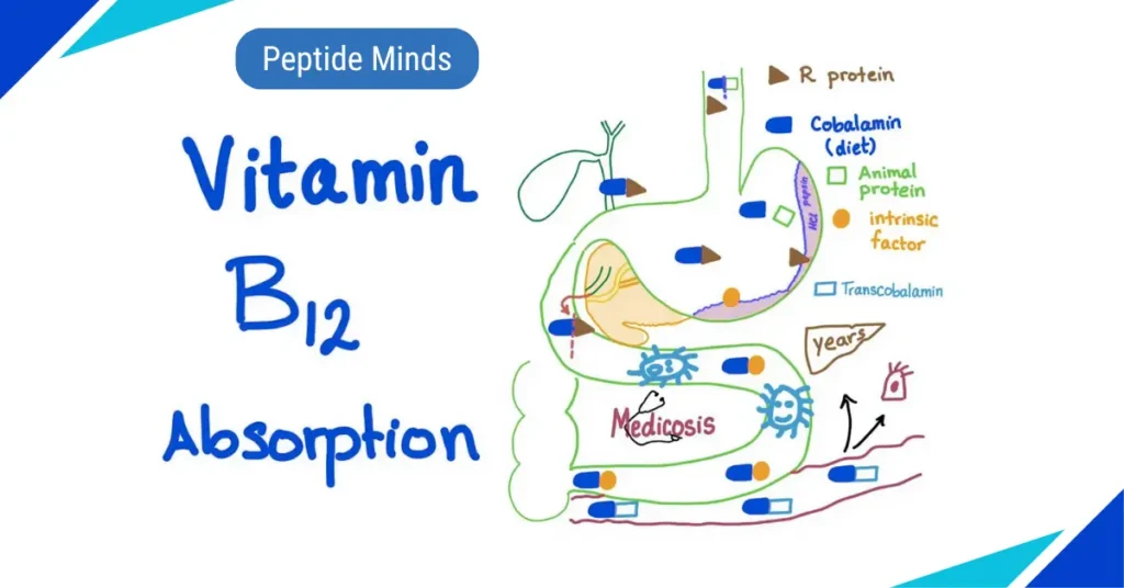 vitamin b12 absorption